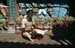 Man brahmin reading outside temple Puri 858907