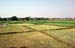 Rice fields paddies Puri 858837
