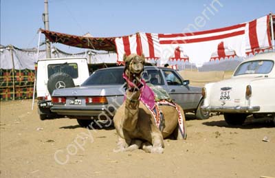 Camel cars parking lot Pushkar 865104