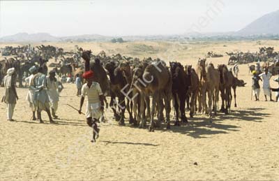 Camel fair Pushkar 864428