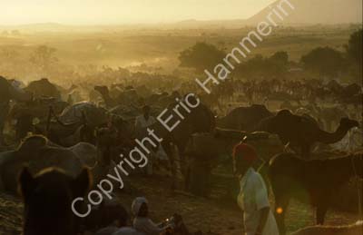 Camel fair Pushkar 864518b
