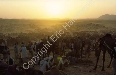 Camel fair Pushkar 864535