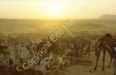 Camel fair Pushkar 864535b