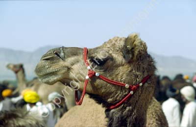 Camel head  Pushkar fair 864426