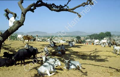 Cattle fair Pushkar 864407