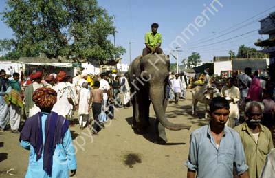 Elephant in street Pushkar 864333