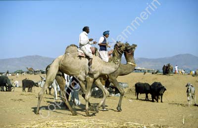 Pushkar camel fair 865027