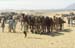 Camel fair Pushkar 864428
