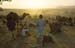 Camel fair Pushkar 864526