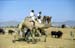 Pushkar camel fair 865027