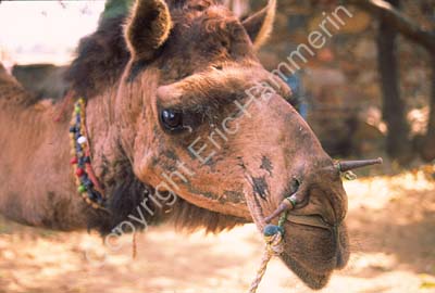 Camel head portrait Rajasthan 004443