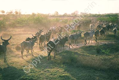 Cattle herded field evening dust Haryana 006231