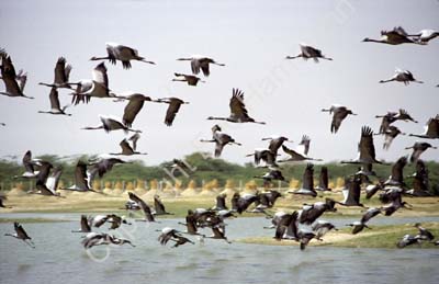 Cranes in Gajner game reserve 863108