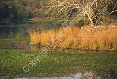 Deer by the water Sariska Rajasthan 004506