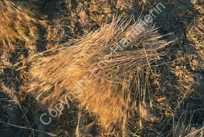 Harvested straws in field Rajasthan 004829