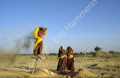 Harvesting in Rajasthan 864230