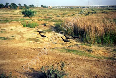 Peacocks running in field Rajasthan 004447