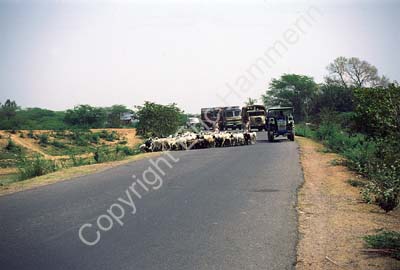 Sheep herded on the road Rajasthan 004423