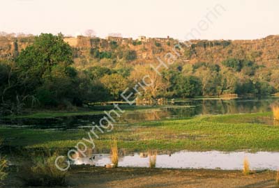 Small lake in Sariska Rajasthan 004505