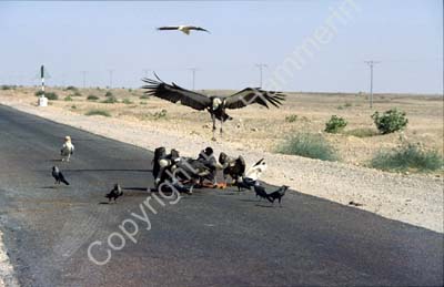Vultures cleaning the road Rajasthan 863924