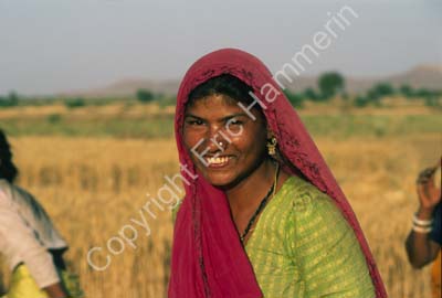 Woman in field Rajasthan 004818