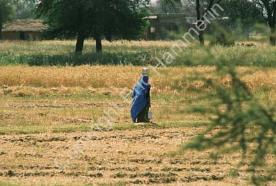 Woman jar on head passing over field Rajasthan 006115