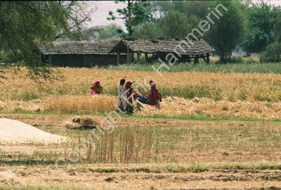 Women harvesting wheat Rajasthan 006107