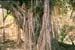 Banyan tree Sariska 004714