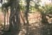 Banyan tree Sariska 004716
