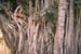 Banyan tree Sariska 004718