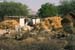 Bulls straw simple houses Rajasthan 004735