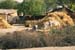 Bulls straw simple houses Rajasthan 004738
