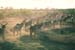Cattle herded field evening dust Haryana 006231