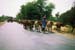 Cattle herded on the road Rajasthan 004432