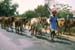 Cattle herded on the road Rajasthan 004434