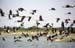 Cranes in Gajner game reserve 863108