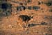 Deer Sariska Rajasthan 004512