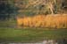 Deer by the water Sariska Rajasthan 004506