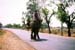 Elephant in the road 004426