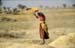 Harvesting in Rajasthan 864220
