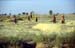 Harvesting in Rajasthan 864222