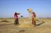 Harvesting in Rajasthan 864225