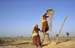 Harvesting in Rajasthan 864228