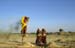 Harvesting in Rajasthan 864230