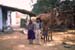 House family camel Rajasthan 004441