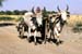 Oxcart bullock cart Rajasthan 004701