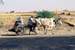 Oxcart bullock cart Rajasthan 004702