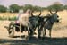 Oxcart bullock cart Rajasthan 004743
