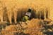 Woman harvesting wheat Rajasthan 004810