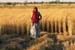 Woman harvesting wheat Rajasthan 004811